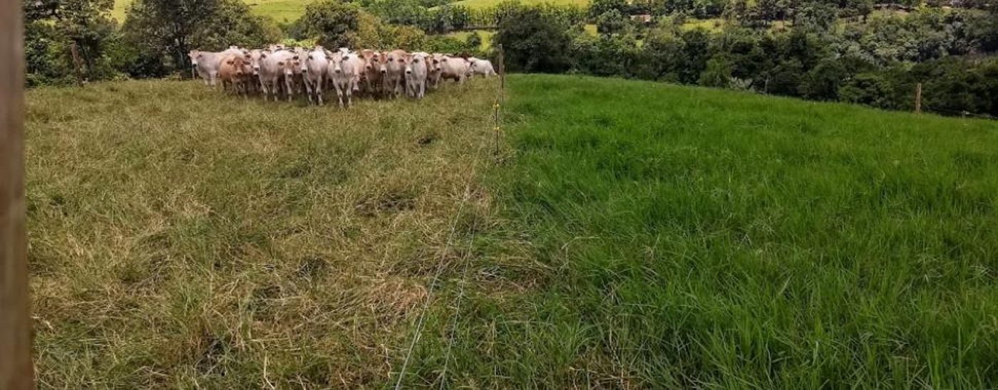 Gado nelore em pastagem com cerca elétrica
